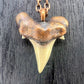 Otodus obliquus Shark Tooth — Copper Electroformed Necklace