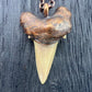 Otodus obliquus Shark Tooth — Copper Electroformed Necklace