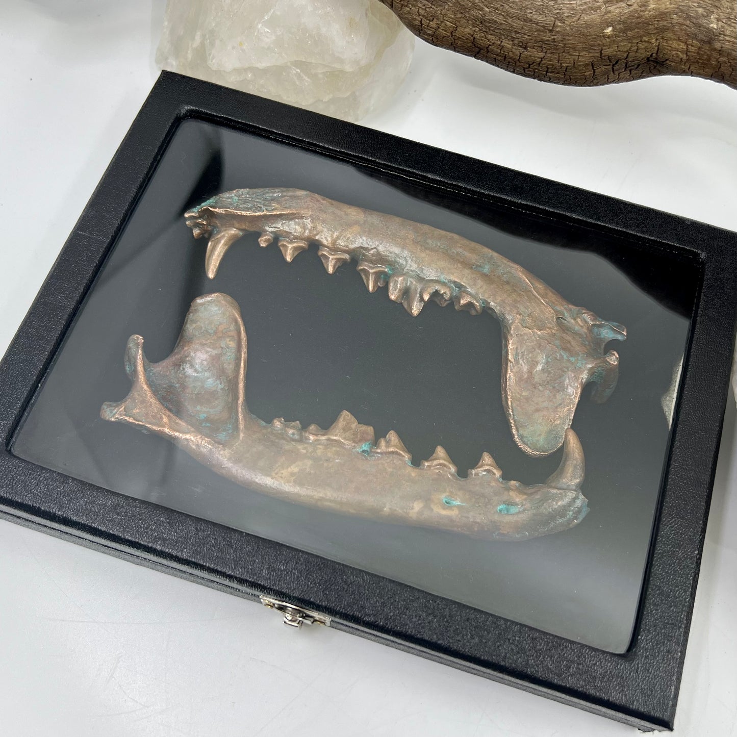 Large Mandible Set - Copper Electroformed